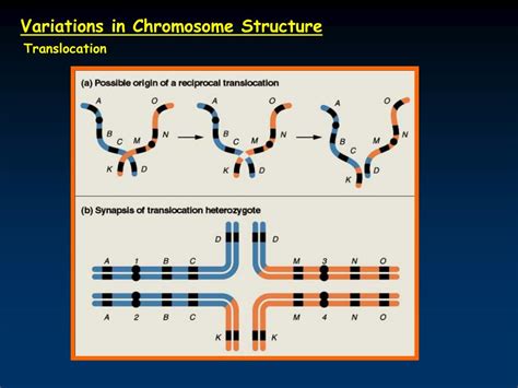 PPT Chapter 7 Chromosome Mutations PowerPoint Presentation Free