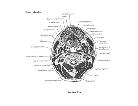 Cross-sectional Human Anatomy