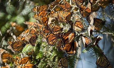 Sanctuary of the Monarch Butterflies in Michoacan