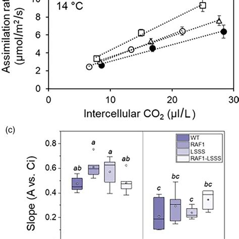 Co Assimilation Response Of Assimilation Rates To Intercellular Co