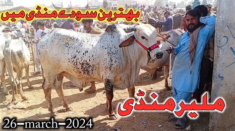 Malir Mandi Karachi Cattle Rates Update Cow Mandi Youtube