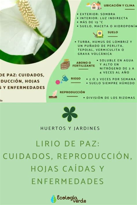 Lirio de paz cuidados reproducción hojas caídas y enfermedades