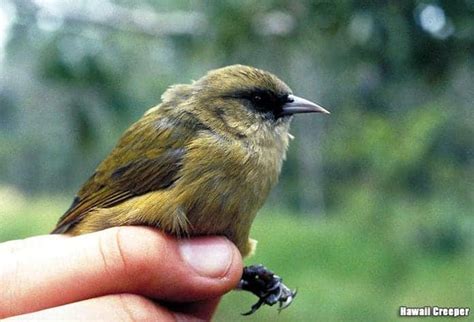 Hawaiian Birds | Native Birds of Hawaii | BioExplorer