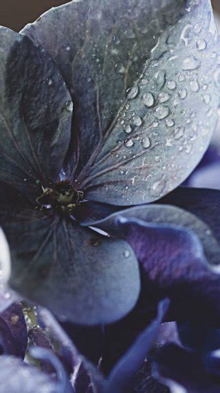 Campo de flores moradas Fondo de pantalla 4k HD para Celular Móvil y