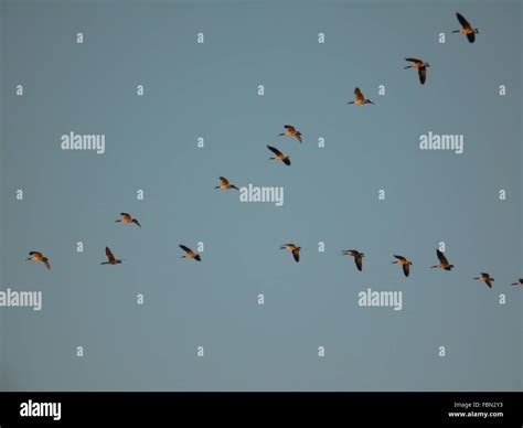 Flock birds formation hi-res stock photography and images - Alamy