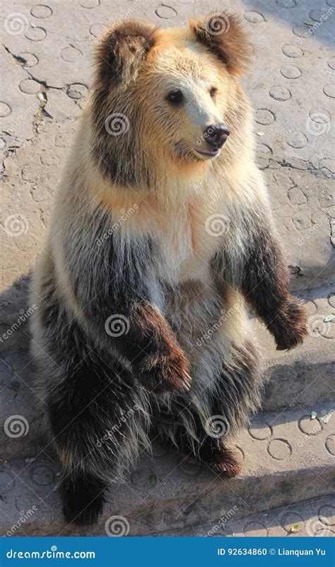 Could the Tibetan brown bear explain sightings of the Yeti ...