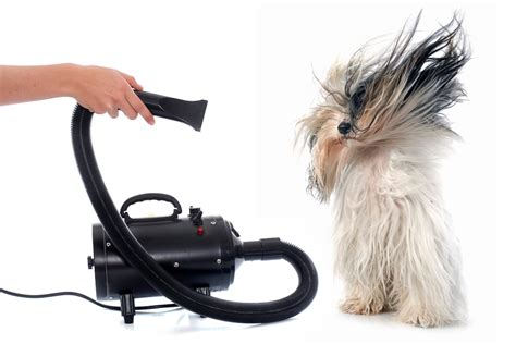 Best Dog Hair Dryer - 2024 HairStyles Ideas