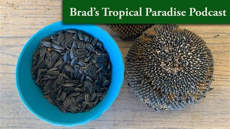 Brad S Tropical Paradise Podcast Planting Sunflower Seeds In