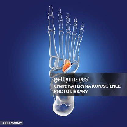 Lateral Cuneiform Bone Illustration High-Res Vector Graphic - Getty Images