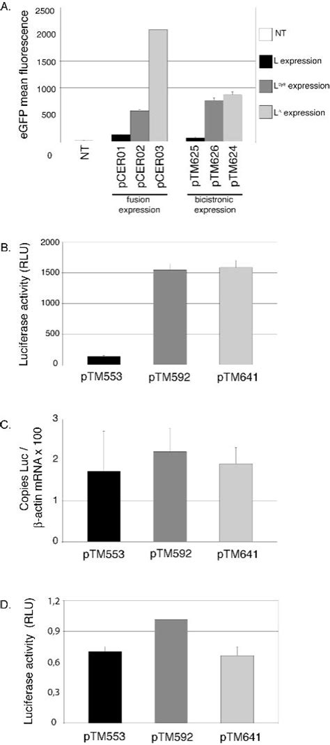 Post Transcriptional Shut Off Of Cellular Protein Synthesis By The Tmev