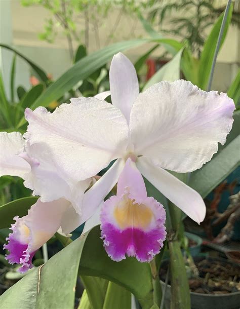 Cattleya trianae фото Milye Kartinki ru