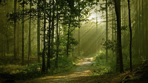 4592240 Trees Forest Sun Rays Nature Shadow Dirt Road Leaves