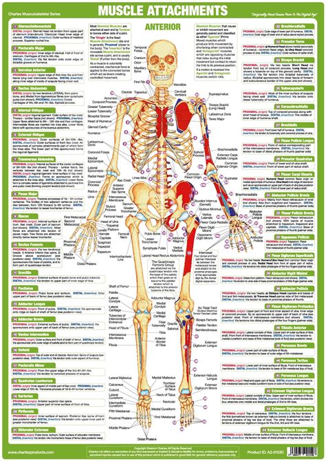 Human Body Muscle Anatomy Chart