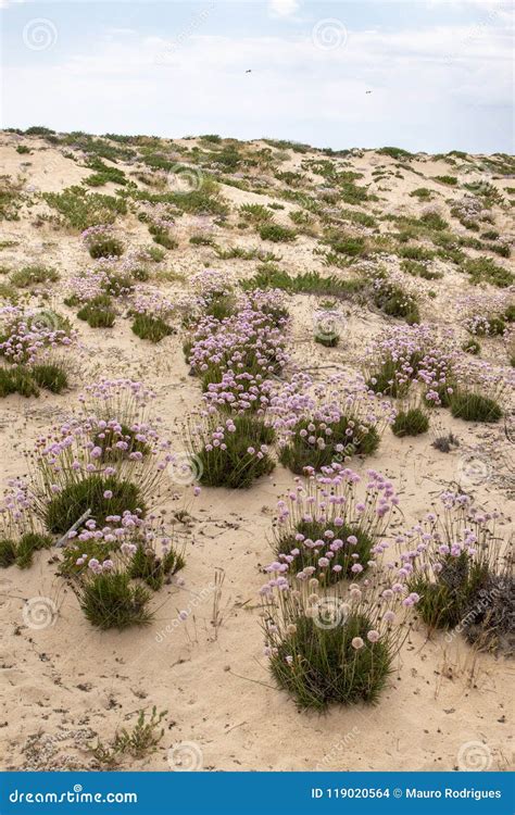 Sand dune vegetation stock photo. Image of land, dune - 119020564