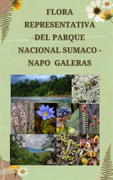 Album De Plantas Flora Representativa Del Parque Nacional Sumaco Napo