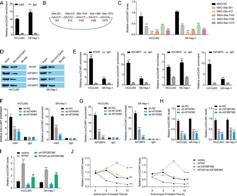 Wtap Mediated M A Modification Enhanced Circccar Stability Via