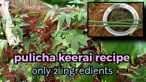 Pulicha keerai recipe in Tamil only 2 ingredients பளசசககர சமயல