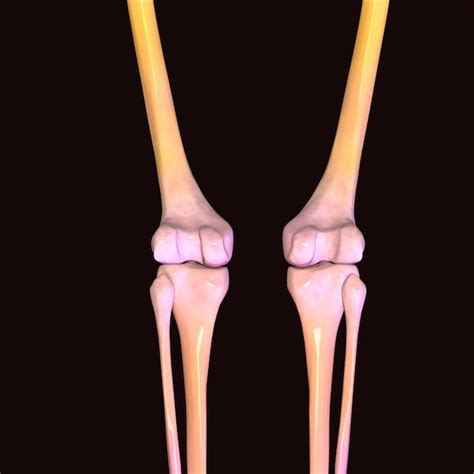 Ilustração 3d Da Anatomia Da Articulação Do Joelho Do Corpo Humano