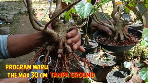 Program Bonsai WARU MERAH Tanpa Di Ground YouTube