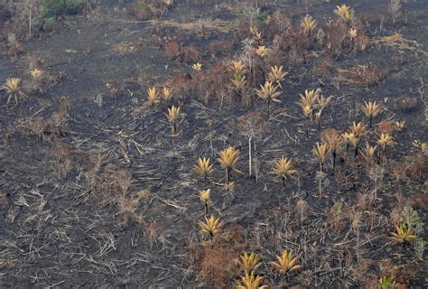 Colombia Se Reduce La Deforestación En Un 29 En El 2022 Pero La