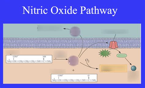 N1 Nitric Oxide Pathway Diagram Quizlet