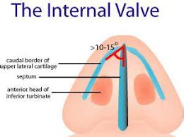 Nasal Valve