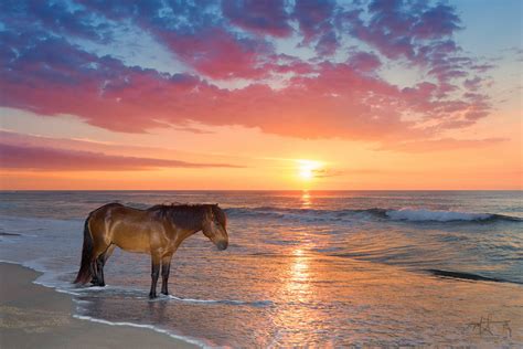 Summer Sunrise Sunrise Assateague Island National Seashore Flickr