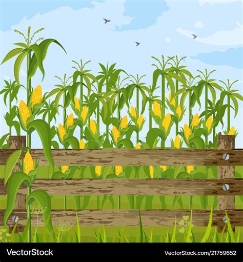 Corn field growing maize background summer Vector Image