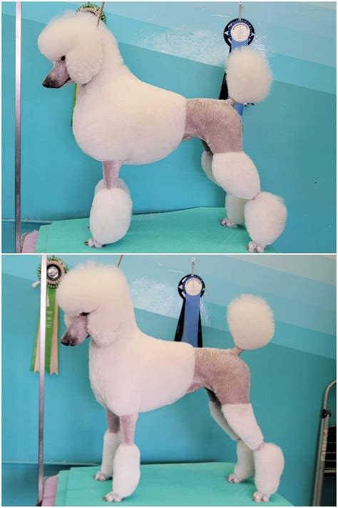 The Poodle Is Being Displayed In Three Different Pictures