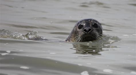 Visite Des Phoques Max Guide En Baie De Somme