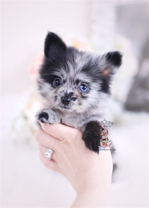 Merle Pomeranian Puppies Fl Teacup Puppies And Boutique