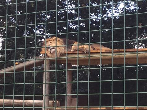 Clutter-Chaos Aaron&co: Big Cat Sanctuary Kent with Giles Clark