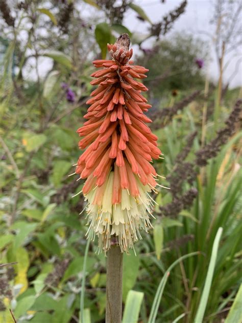 Kniphofia Caulescens Andy Gladman