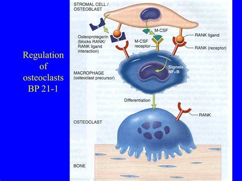 Ppt Synovium Non Synovial Joints And Bone Physiology And Diseases Powerpoint Presentation