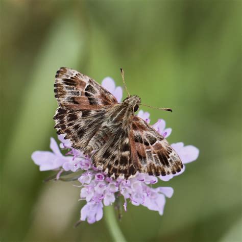 L Hespérie de l alcée Forêt d Orléans