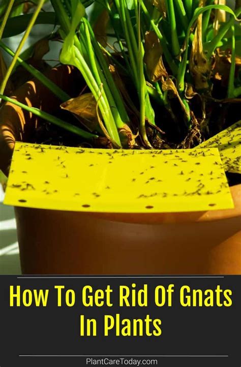 How To Get Rid Of Gnats In Plants How To Get Rid Of Gnats Air Plant