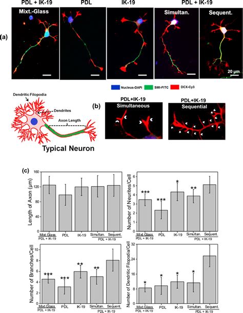 Postmitotic Cortical Neurons Cns From Mouse Embryo E Culture