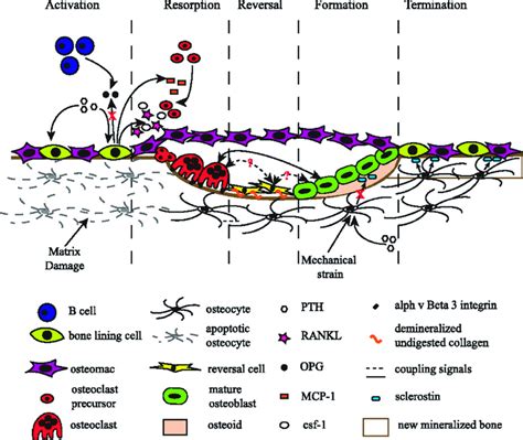 A Schematic Representation Of Different Stages Of Bone Remodelling B Download Scientific