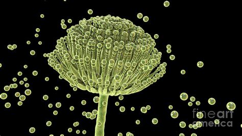 Aspergillus Fungus By Kateryna Kon Science Photo Library