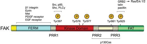 Domain Structure And Phosphorylation Sites Of Fak Fak Consists Of A Download Scientific