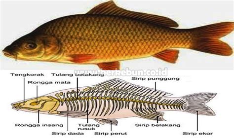 Karakteristik Ikan Mas Sejarah Ciri Morfologi Jenis Fakta Unik