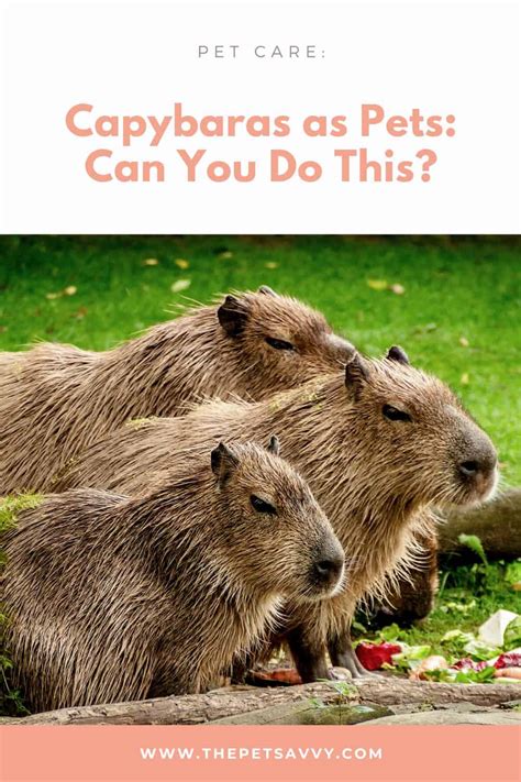 Capybaras as Pets: Can You Do This and… Should You? - The Pet Savvy