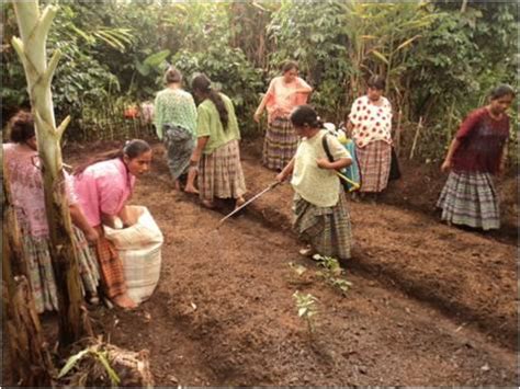 Siembra Y Cosecha En Las Comunidades Indigenas Radiom S