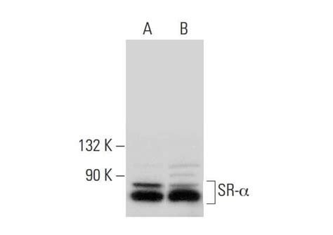 SCBT Santa Cruz Biotechnology