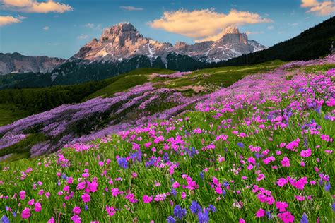 Beautiful Alpine Flowers with Mountain · Creative Fabrica