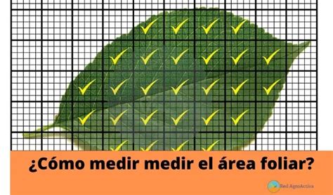 Métodos probados para medir el área foliar Wiki Agronomia