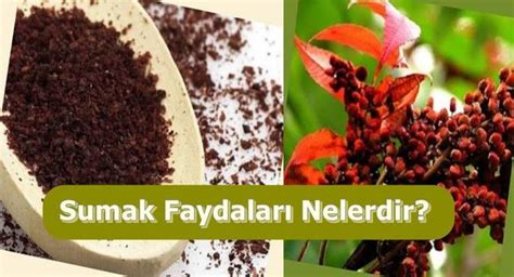 Sumak Nedir Suma N Faydalar Nelerdir Bitki Baharat Al Lar