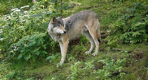 H Ä L L E K I S K U R I R E N Skyddsjaktsbeslut på närgången varg