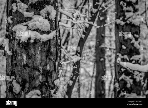 Frosty winter landscape in snowy forest, black and white. White snowy ...