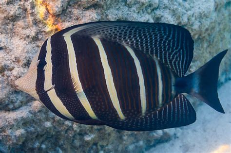 Pacific sailfin tang • Zebrasoma veliferum • Fish sheet